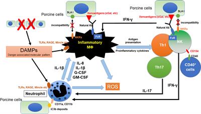 The Innate Cellular Immune Response in Xenotransplantation